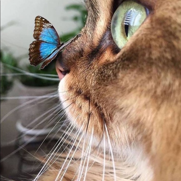 Meet your Posher, Jia - Picture 1 of 1